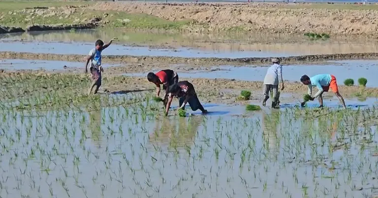 ধান বপন করছেন চাষিরা